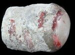 Pennsylvanian Aged Red Agatized Horn Coral - Utah #46732-1